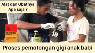 Cara potong gigi anak babi, alat dan obat apa saja yang disiapkan, cek video !!