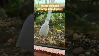 Sedot kotoran ikan