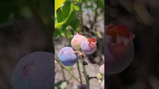 #blueberry picking in winter haven, Florida #garden #florida #nature