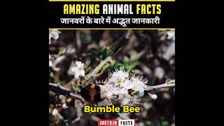 Unique Facts About Animals 🐘| Random Facts | Amazing Facts | #shorts #justujufacts