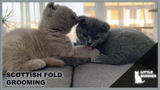 Adorable kittens loving and licking each other - cute Scottish Fold cats grooming