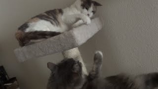 Male cat being VERY annoying to his sister