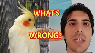 The problem with Lutino cockatiels