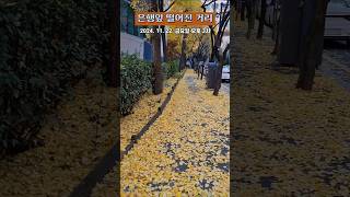 [풍경] 은행잎 떨어진 광장동 거리 🍁🍂