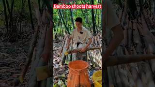 Bamboo shoot planting harvest, easy, simple and labor-saving,fast cut竹筍種植大豐收，輕輕鬆松，簡單省力，快速一刀一節切割，鮮嫩好吃