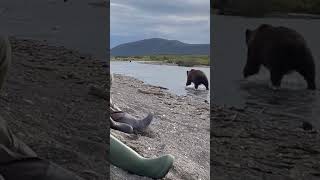 101 IPhone Uses - No 101 Film Huge Bear Walking By