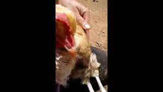 Buffy the hen with Mareks Disease  or vitamin deficiency doing her physical therapy