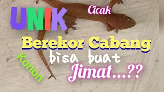 UNIK CICAK BEREKOR CABANG KONON KATANYA BISA BUAT JIMAT @brammilano