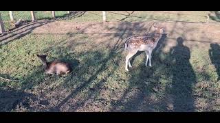 Gazelles in the park #gazelle #birds #animals #wildlife #nature #deer #love #fyp #vip #viral #videos