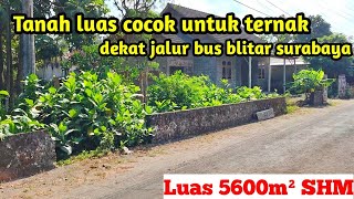 Tanah luas bisa untuk hunian dan ternak ayam petelur dekat jalur bus Blitar - Surabaya