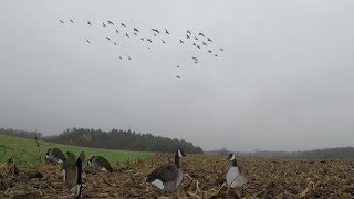 NY corn field goose hunt "here they come".