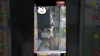 funny cats comedy short video/viral cats funny