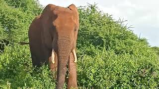 The Red Elephant of Tsavo. www.pathwaysafaris.com