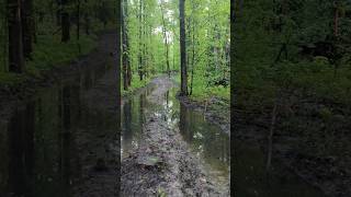 Discussing the NOT SO IDEAL SCENARIO of these MUDDY SKID TRAILS #forest #logging