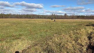 Quick sunny fall cattle check with Karma the GSD