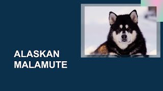 ALASKAN MALAMUTE - Caratteristiche, carattere, attitudini, salute, dove tenerlo