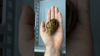 Transformation Of Snail Into Almost the Largest snail in the world!  #tiktok #shorts #animal #snail