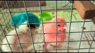 colour full chick's // new born chick's // three chick's // # sifatrends #