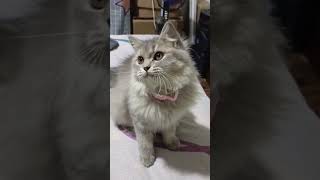 No no no #cats #catlover #short