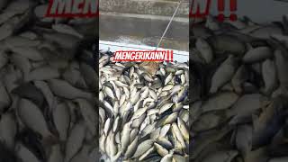 MENGERIKAN ‼️PROSES PELEPASAN IKAN DI BERBAGAI ALIRAN AIR #shortvideo #viralvideos #80 #kakjeff