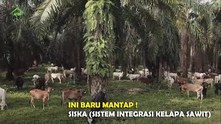 Indonesia Masuk Negara Eksportir Sapi Terbesar di Dunia. Jika, Sistem Ini Berjalan Baik !!!