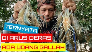 MANCING UDANG GALAH SPOT TAK TERDUGA||SPOT DEPAN KAMPUNG DAN BERARUS DERAS