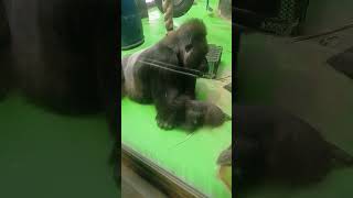 По сути вкусно. #shorts #забавныеживотные #смешныеобезьнки #monkey