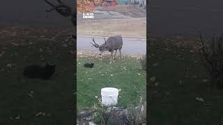 Cat has no fear while messing with deer 🤣 (🎥: ViralHog)