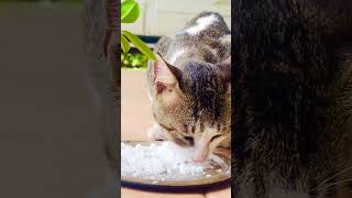 Cat eating coconut