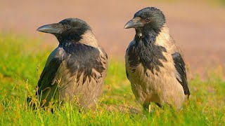 Hooded Crow Couple is Waiting Patiently for Me to Finish Feeding the Ducks [4K]