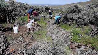 Restoring Mesic habitat at North Springs