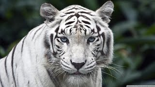 Great pictures of White Tiger