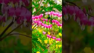 #Bleeding heart flower #shorts video