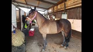 Peeling Off The Layers with The Horse Barber 🐴💈 HORSE CLIPPING