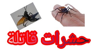 أخطر 10حشرات السامة والقاتلة في العالم(قد تكون بقربك وأنت لا تعلم😱😱😱)