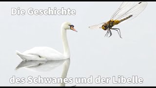 Die Geschichte des Schwans und der Libelle