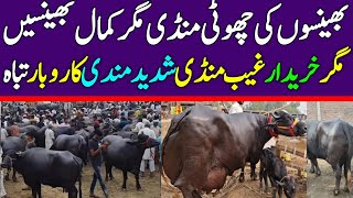 Buffalo Fresh Rates Update | Janwar Mandi Gojra | Buffalo Price In Pakistan