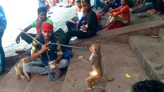 Monkey dance near Howrah bridge / বাদর নাচ