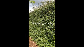 Trimming a hedge