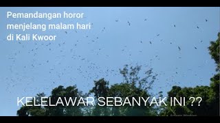 Melihat sarang kelelawar di hutan sekitar Sungai Kwoor, Papua Barat