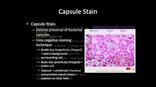 Capsule Stain