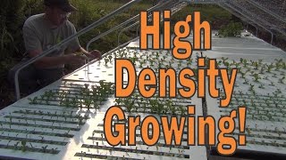 High Density Growing Experiment