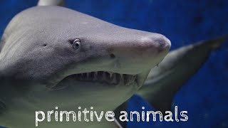 (Shark) Facts and interesting facts about sharks | and your insane biology | Hostile Planet