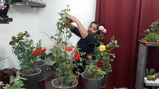 Bud rose plant care(English language)