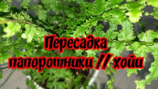 Пересадка: папоротники // хойи