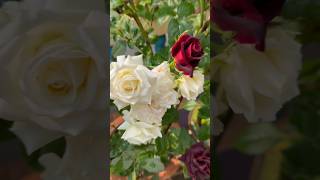 terrace garden over view|Winter rose| #rose#rosegarden#gardening #shorts #viral #flowers #banita21