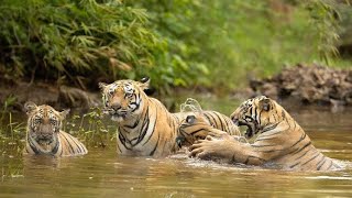 India’s National Parks tour | best National park to Visit in India | #topten | #wildlifesafari