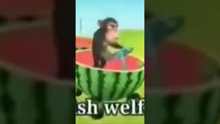 Imagine monkey drive a watermelon .. #memes #shortfeed #trendingshorts #monkey