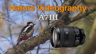 Sony A7III Nature Videography with Sony FE 24-105mm