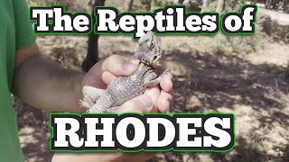 Let's Find Reptiles in Rhodes! | Rhodes, Greece (Mini Trip)